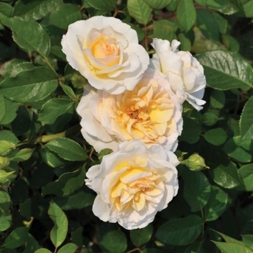Online rózsa webáruház - virágágyi floribunda rózsa - sárga - Rosa Tisa™ - diszkrét illatú rózsa - PhenoGeno Roses - Kompakt megjelenésű, dekoratív bokor sötétzöld levelekkel és halvány sárga virágokkal.